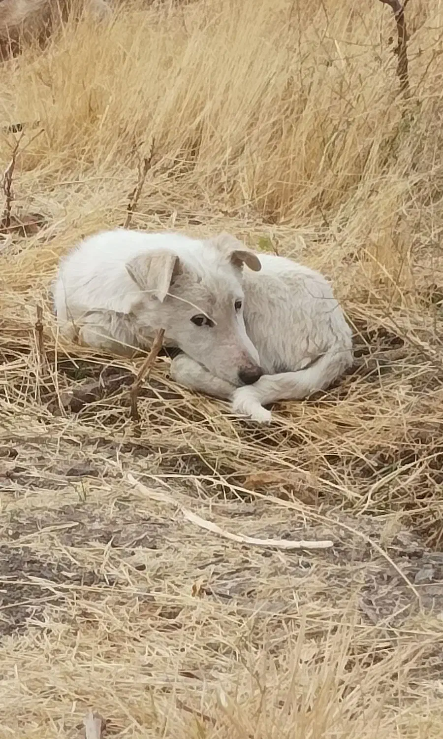 پاکوتا|سگ|سراجو, |دیوار