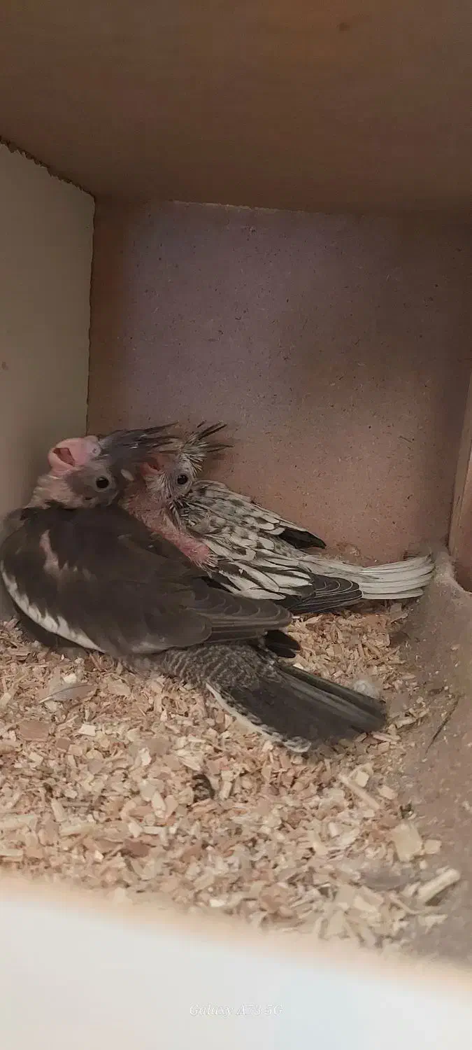 طوطی عروس هلندی جوجه وایتفیس و ایزابلا|پرنده|قزوین, |دیوار