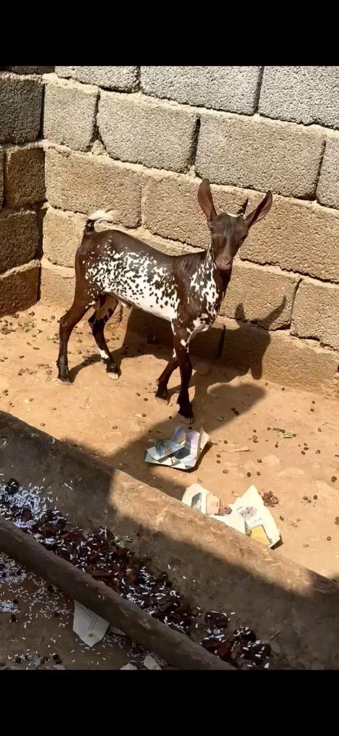 ماده کوچک و بزرگ|حیوانات مزرعه|نائین, |دیوار