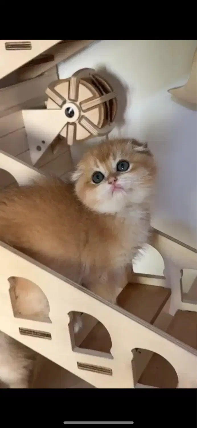 گربه اصیل اسکاتیش دبل فولدny12|گربه|اصفهان, مرداویج|دیوار