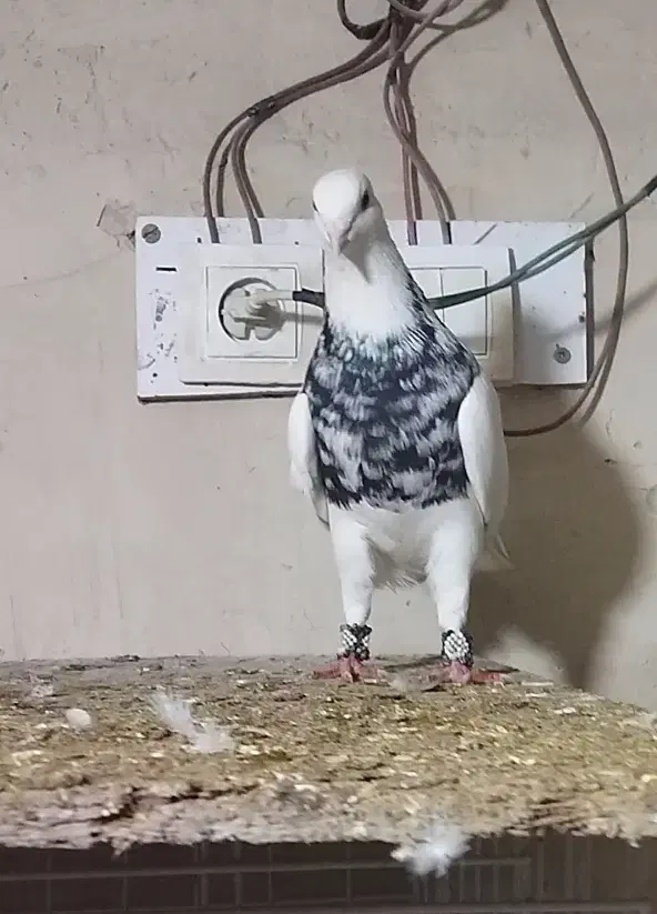 نر زرین امیدیه|پرنده|اهواز, سلطانمنش|دیوار