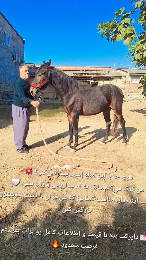 اسب اصیل نریون|اسب و تجهیزات اسبسواری|کردکوی, |دیوار