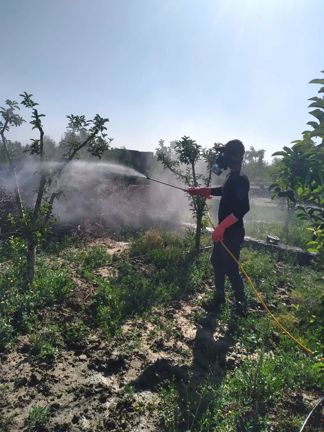 باغبانی ووتلیر ودرخت کاری در تمام نقاط مشهد|خدمات باغبانی و درختکاری|مشهد, توس فردوسی|دیوار