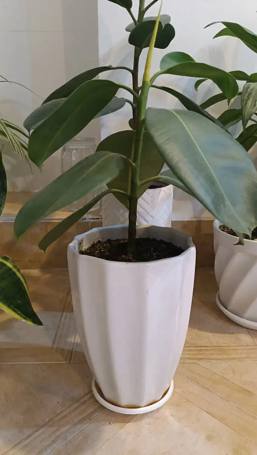 گلدون و قلمه گل ورق بزنید|گل و گیاه طبیعی|سبزوار, توحیدشهر|دیوار