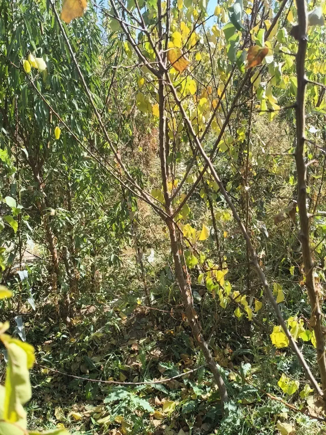 انواع نهال گردو بادام|خدمات باغبانی و درختکاری|تبریز, |دیوار