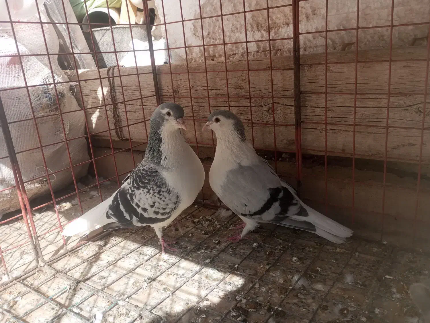 کفتر جفتگاه مگسی و چپ سبز|پرنده|ملک‌آباد, |دیوار