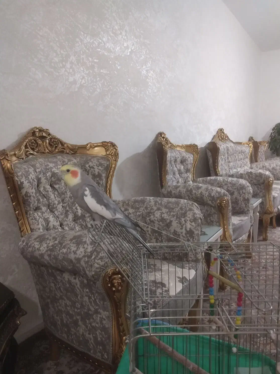 عروس هلنی|پرنده|ملایر, |دیوار