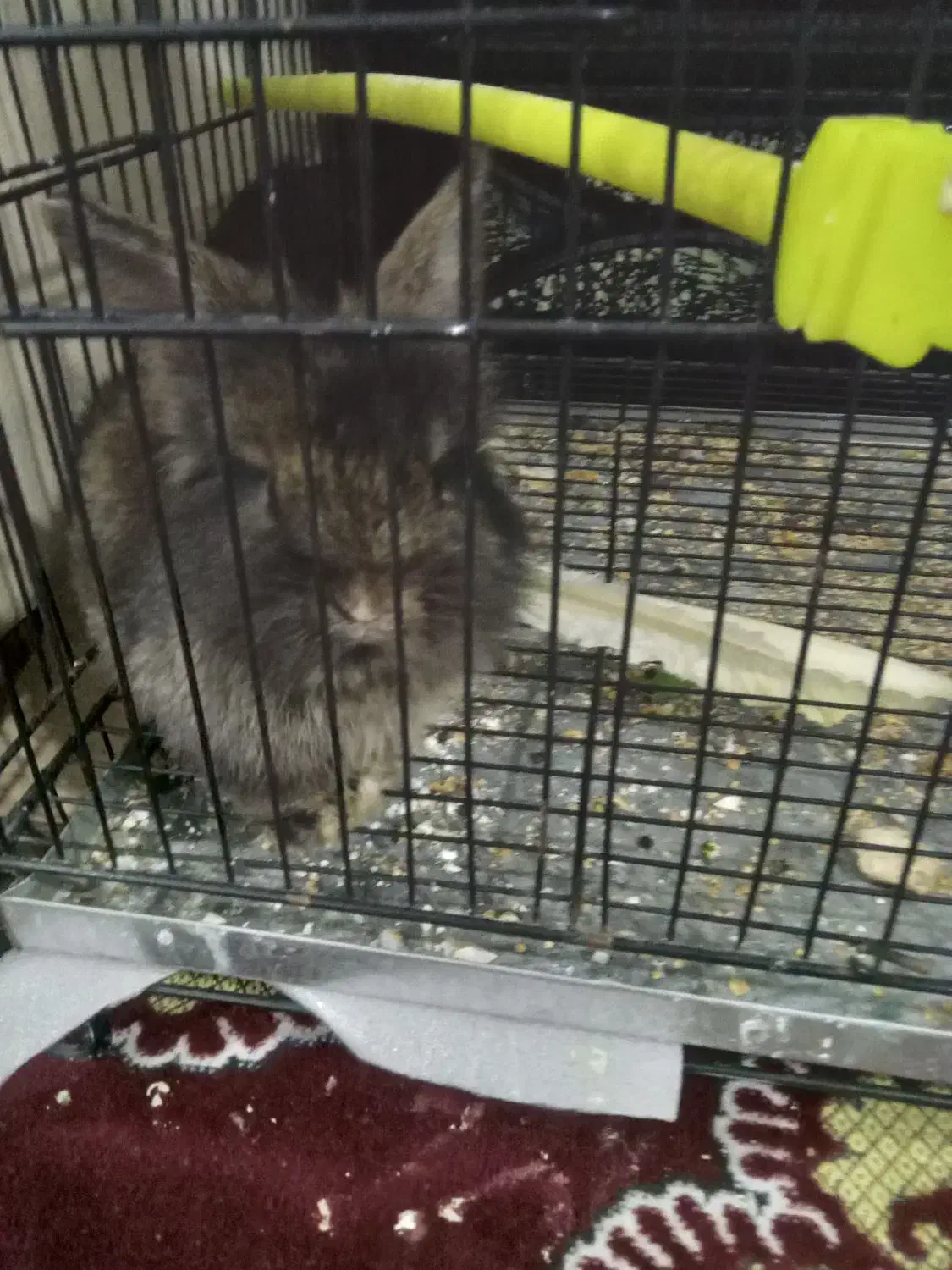 خرگوش|موش و خرگوش|نیشابور, ابراهیم ادهم|دیوار