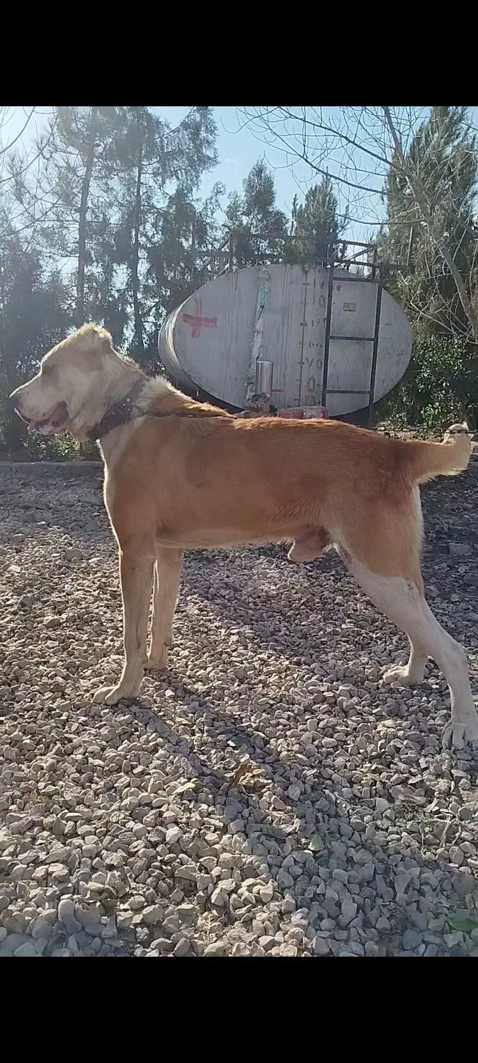 سگ البای نر،|سگ|نگین شهر, |دیوار