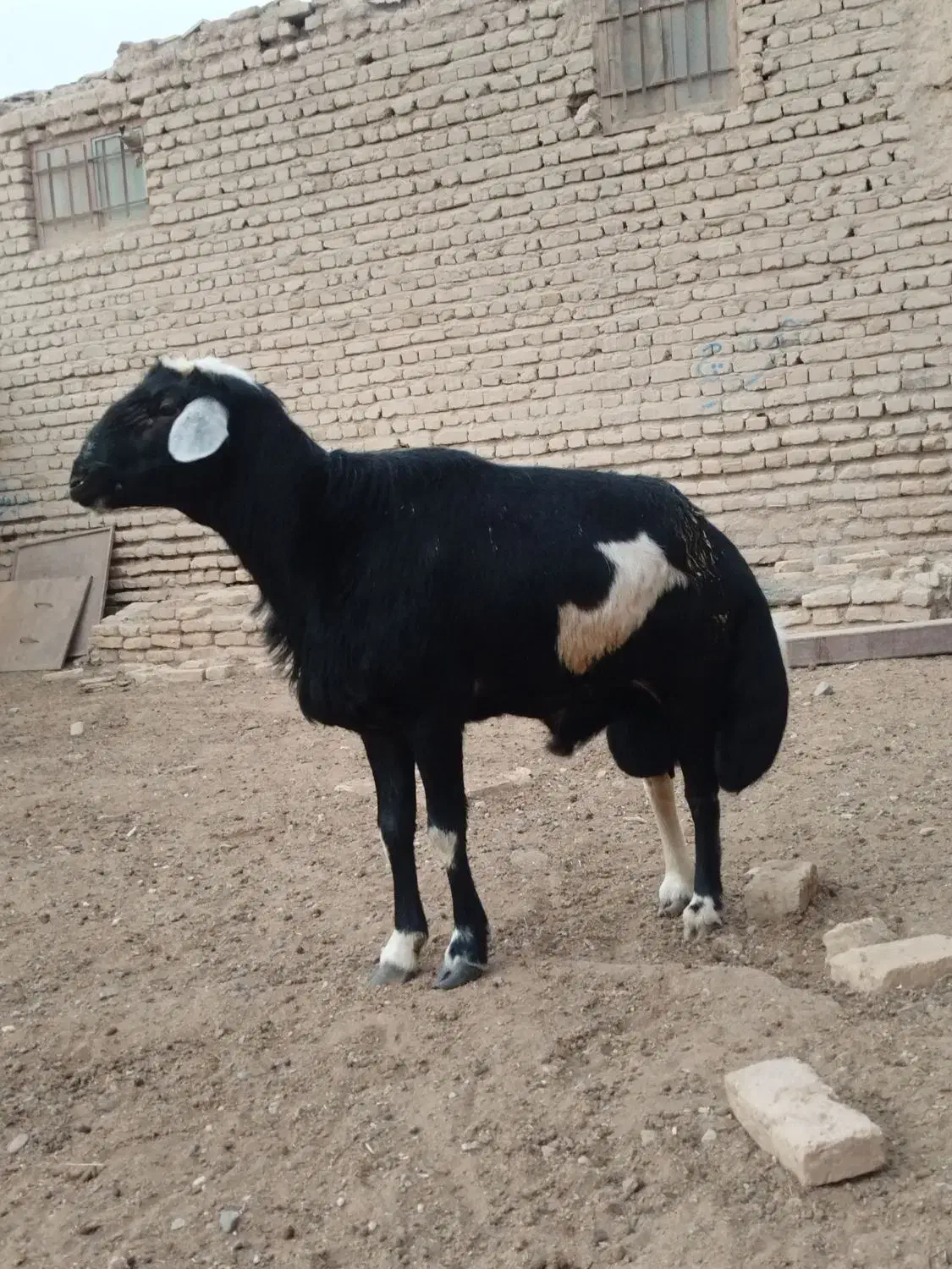 قوچ مو سیم لخت اصل جنس|حیوانات مزرعه|نصر آباد, |دیوار