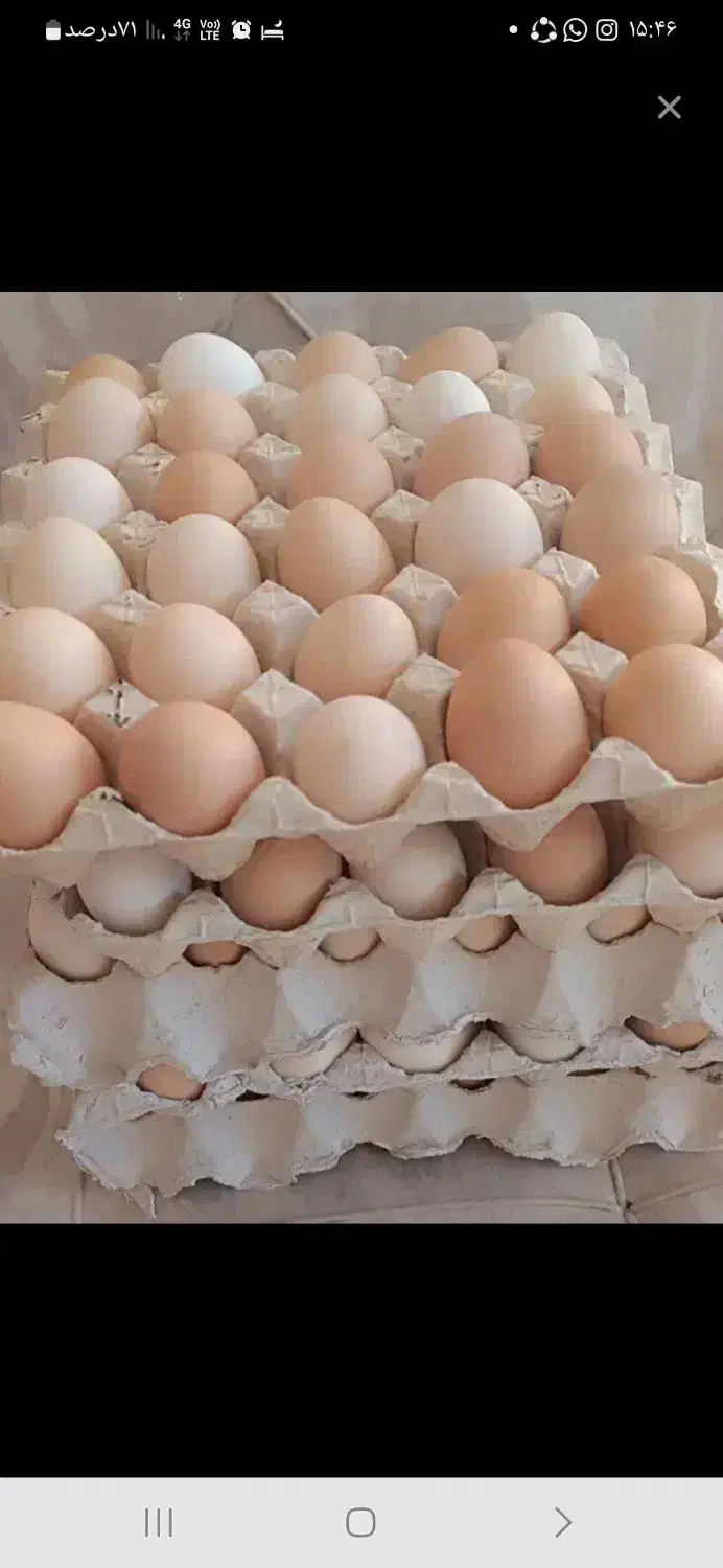 تخم مرغ ایسبار|حیوانات مزرعه|مشکین‌دشت, |دیوار