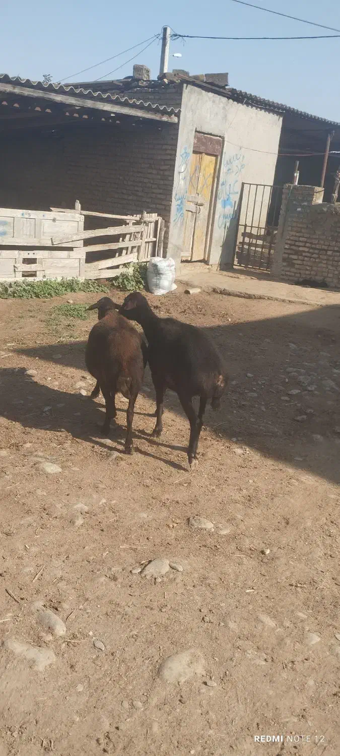 گوسفند|حیوانات مزرعه|سیمین شهر, |دیوار