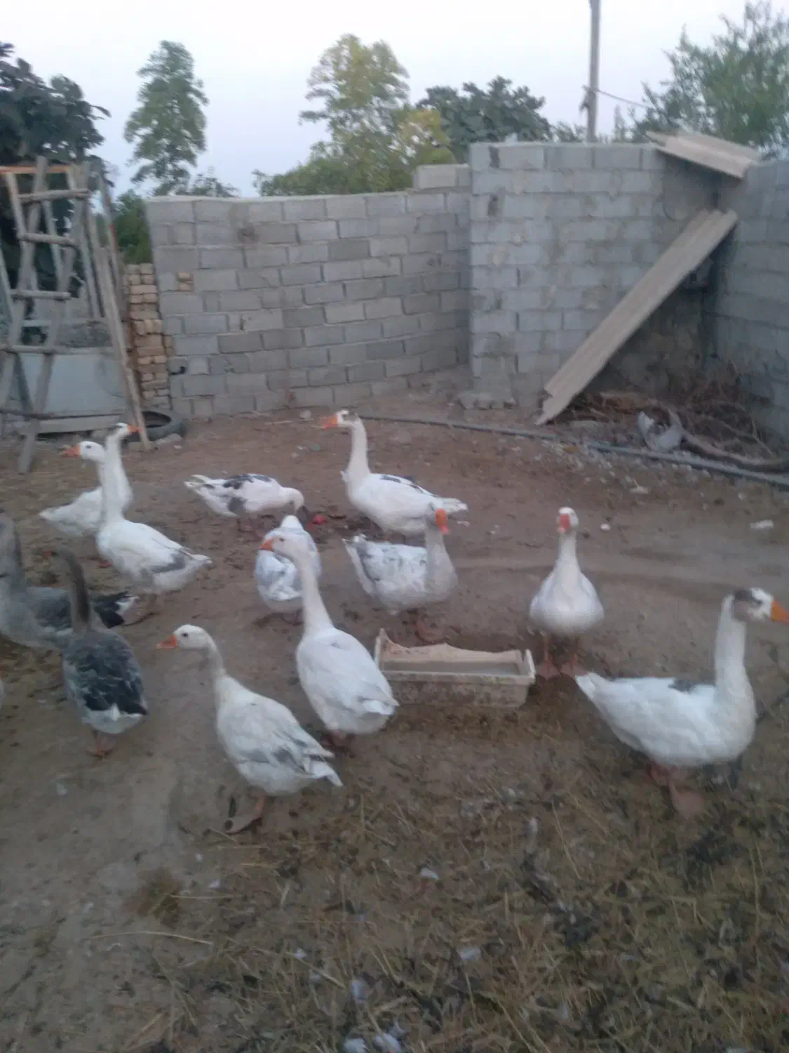 غاز|حیوانات مزرعه|گرگان, |دیوار