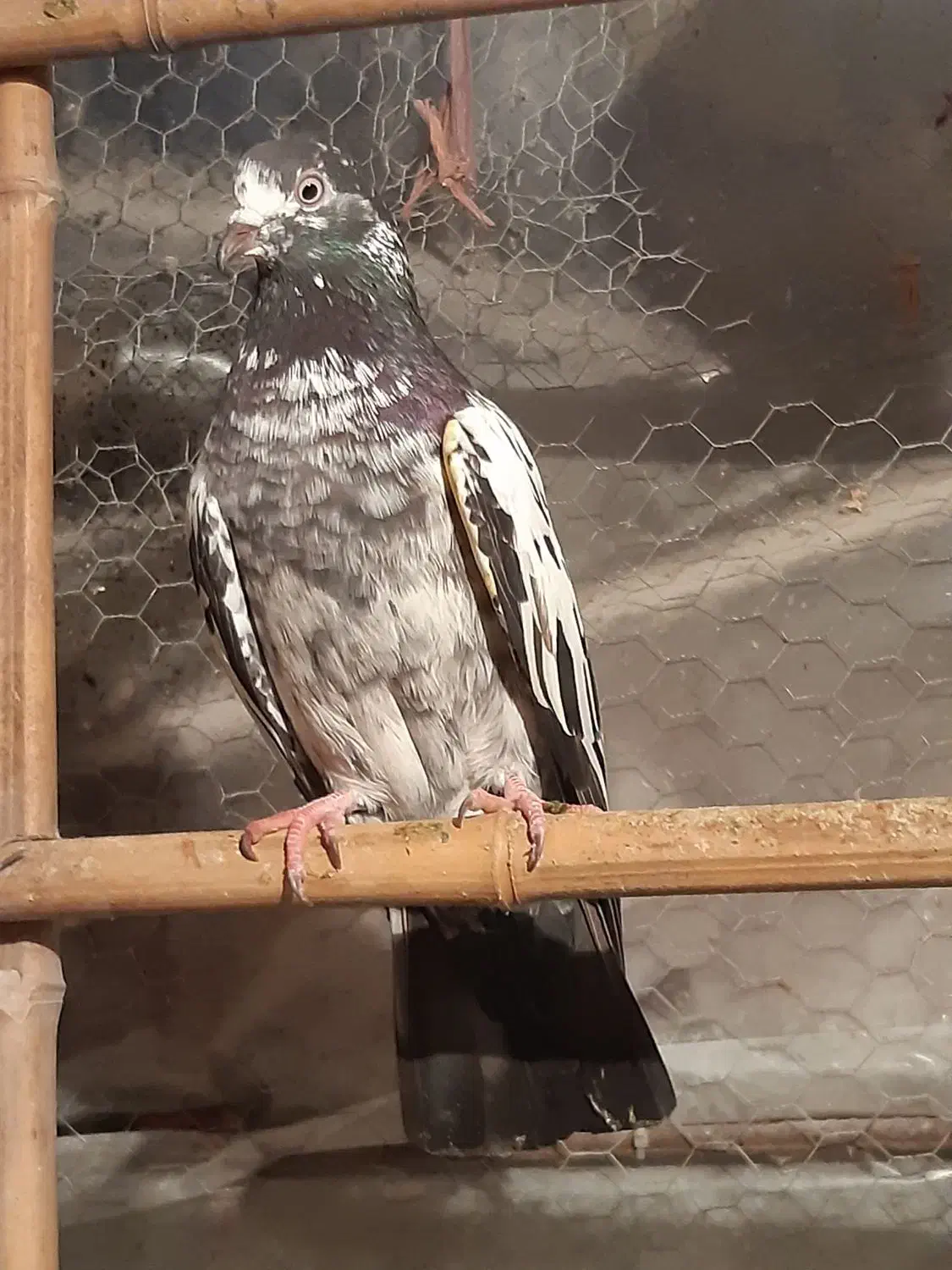 کبوتر رنگی|پرنده|رشت, حومه رشت|دیوار