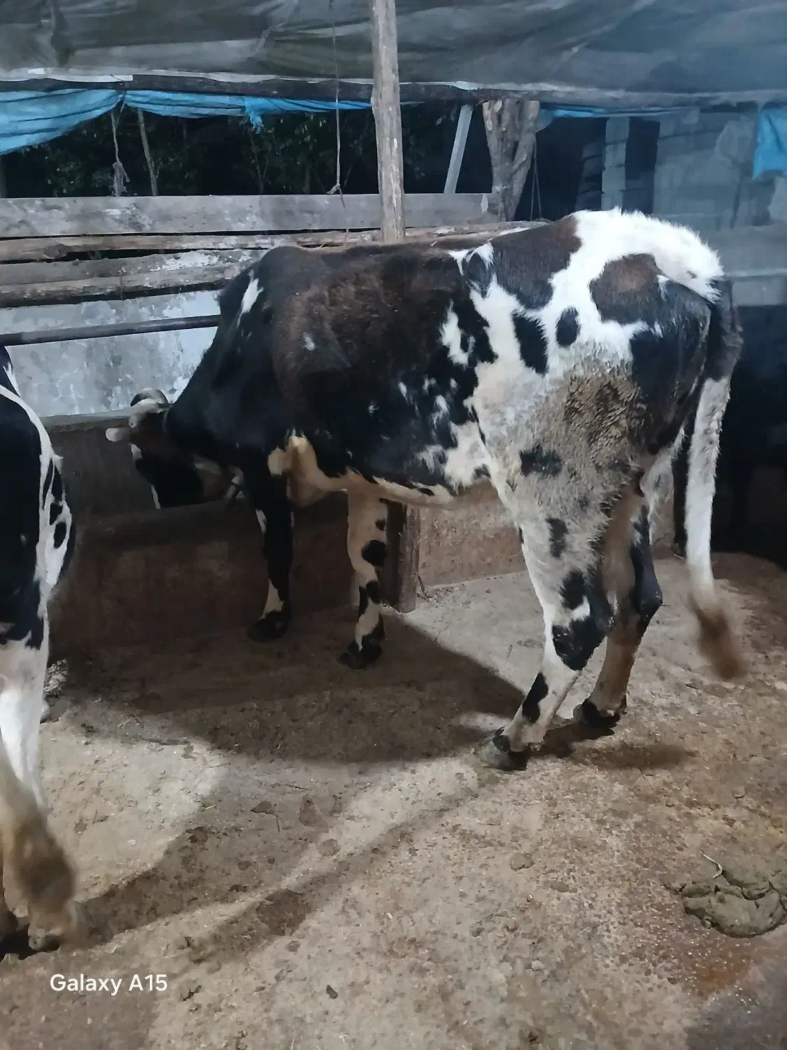 گاو دورگ هلشتاین وگوساله نر|حیوانات مزرعه|سنگر, |دیوار