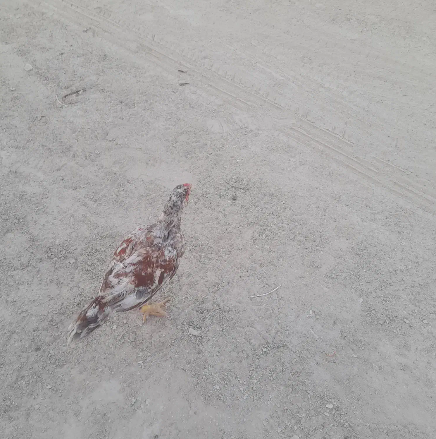 مرغ|حیوانات مزرعه|کنارک, |دیوار