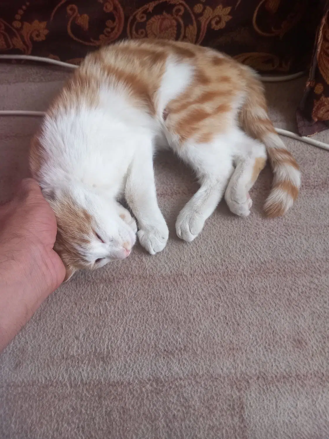 گربه|گربه|گناباد, |دیوار