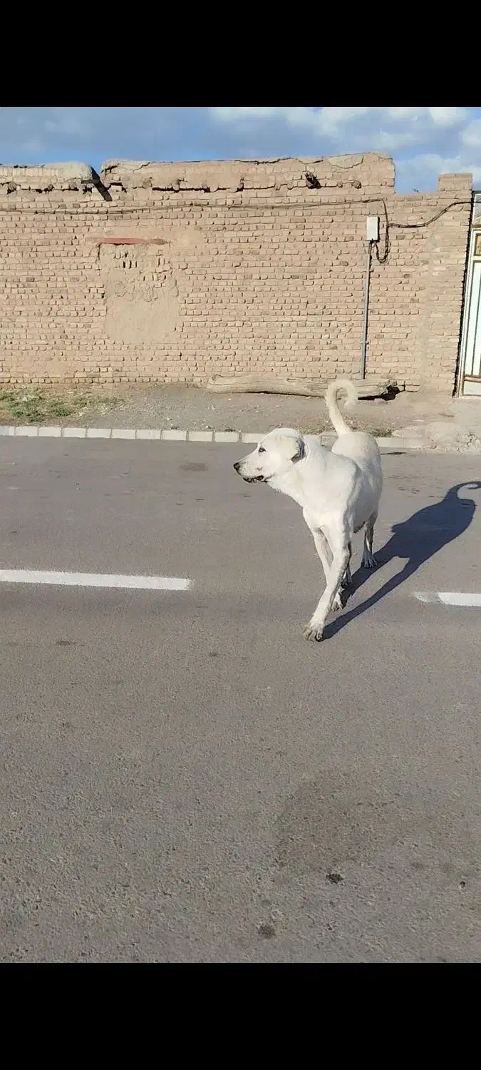 ماده پژدر|سگ|مرند, |دیوار