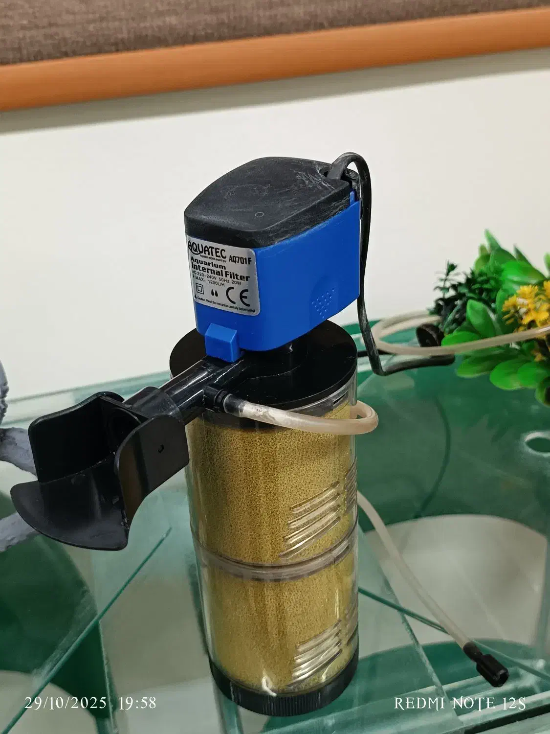 آکواریوم ، ماهی|ماهی|همدان, |دیوار