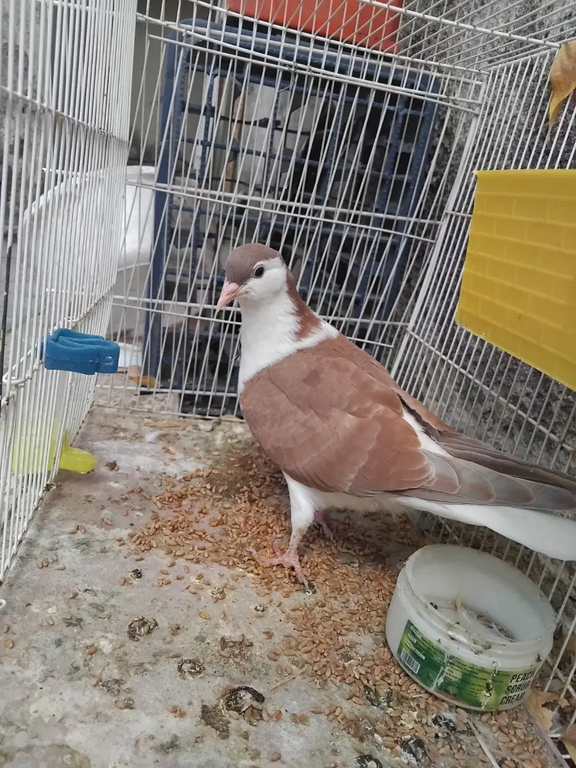 دوعدد کفتر ساده نر مگسی و سرخ|پرنده|مشهد, سیلو|دیوار