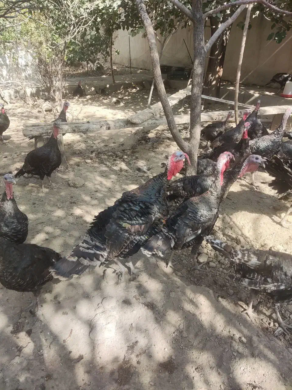 بوقلمون برنز|حیوانات مزرعه|کرج, شهرک بنفشه|دیوار