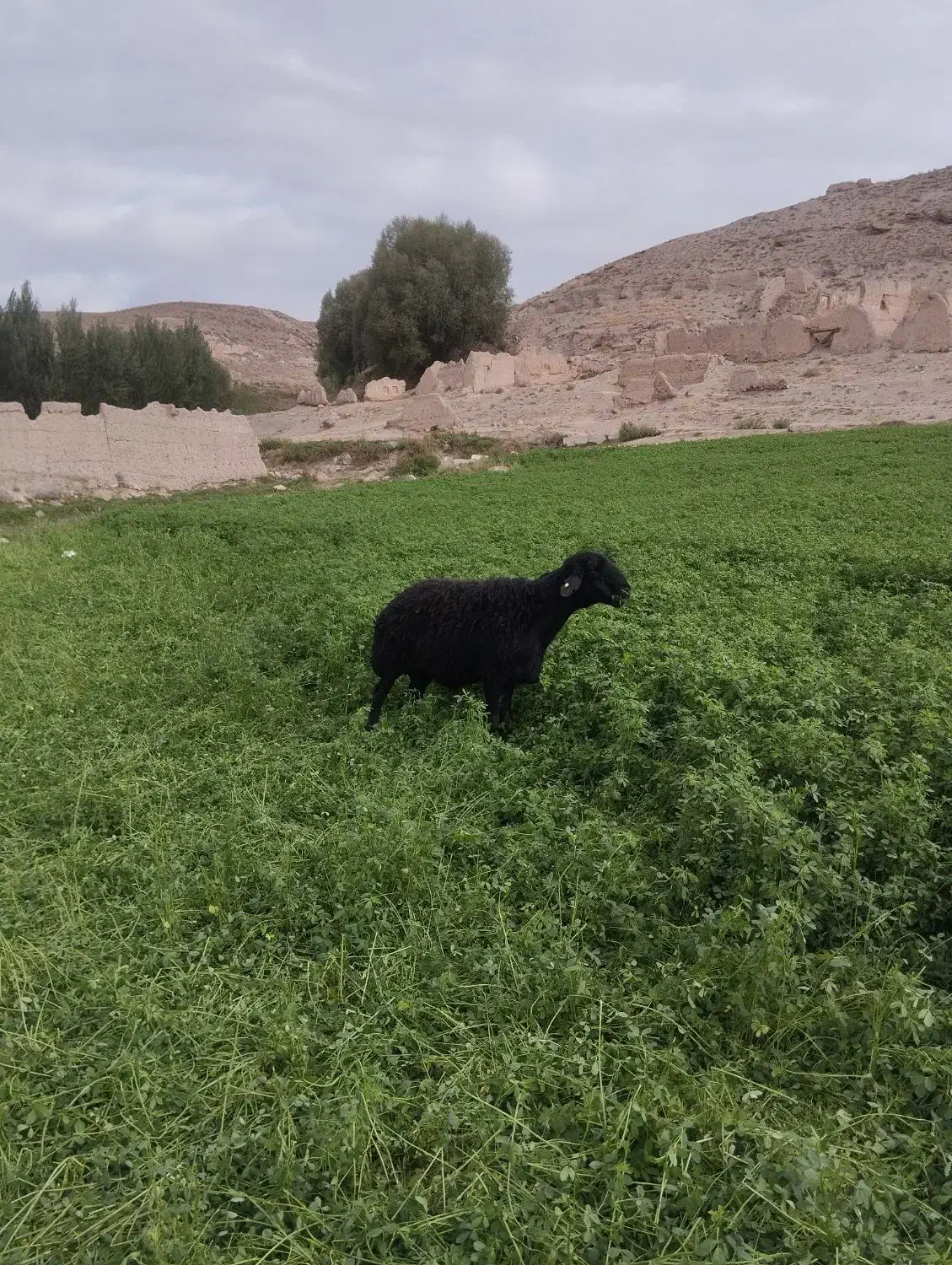 گوسفند|حیوانات مزرعه|نیر (اردبیل), |دیوار