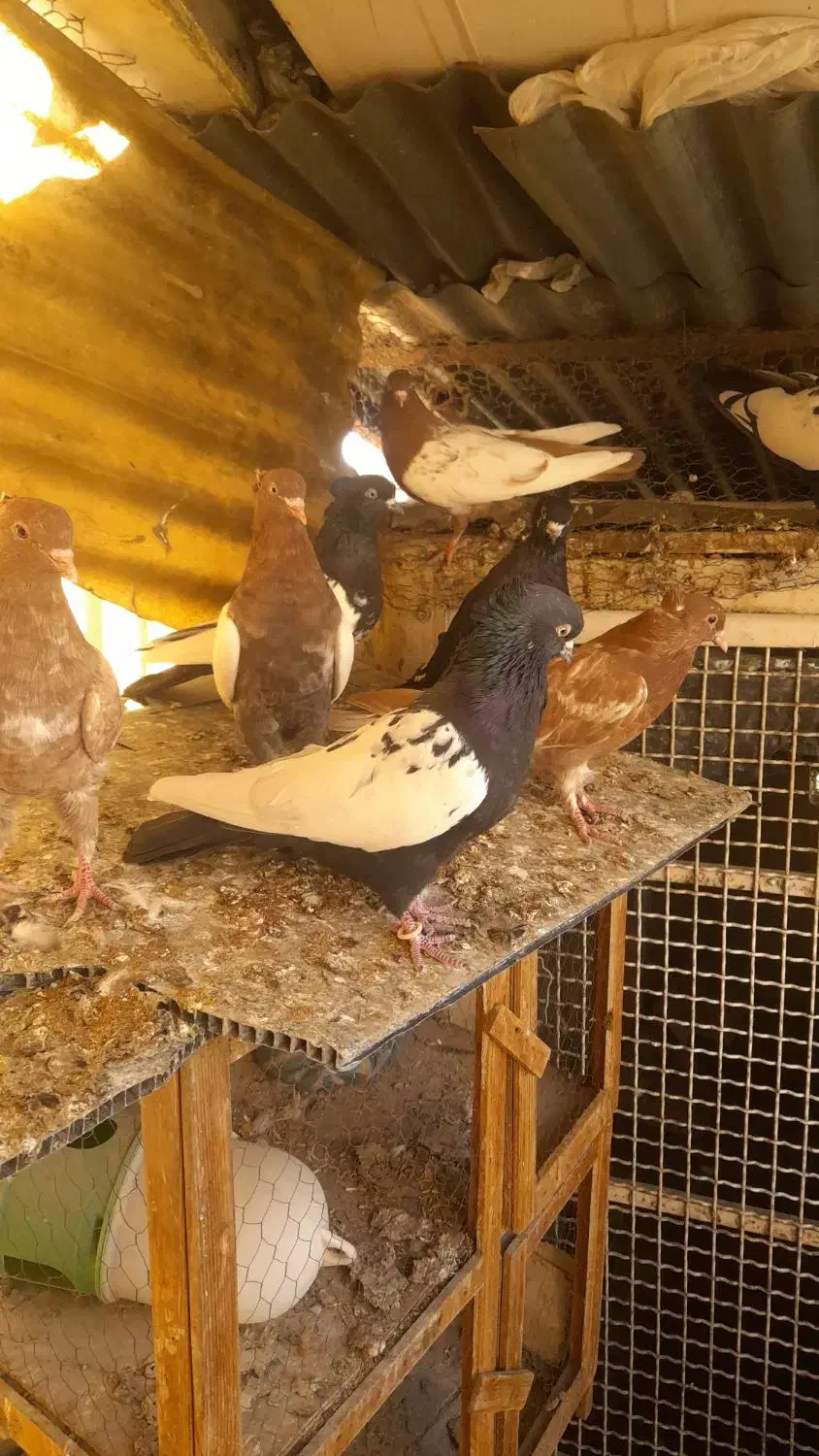 کبوتر رنگی|پرنده|تهران, دستغیب|دیوار