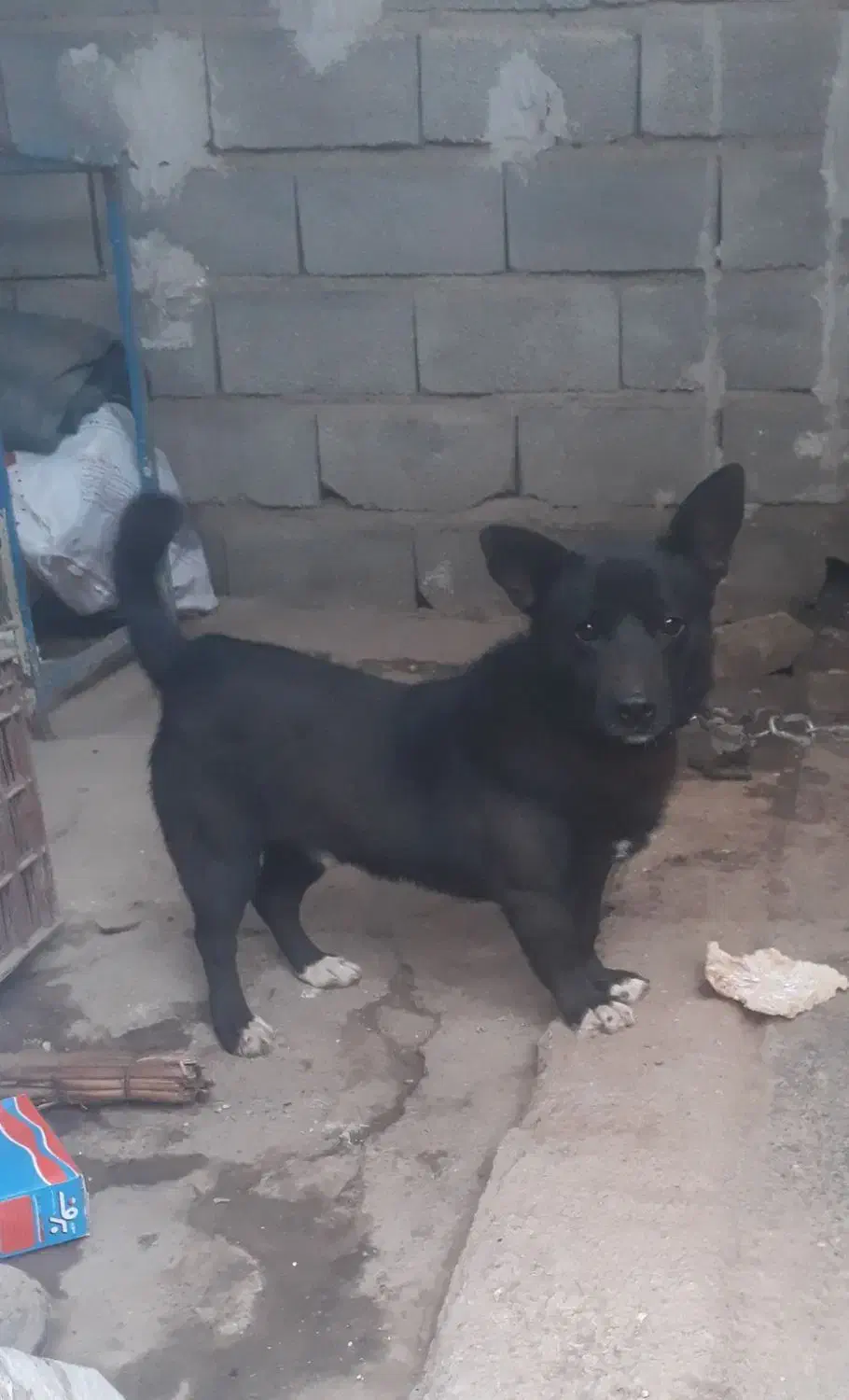 معاوضه با اردک|سگ|گنبد کاووس, |دیوار