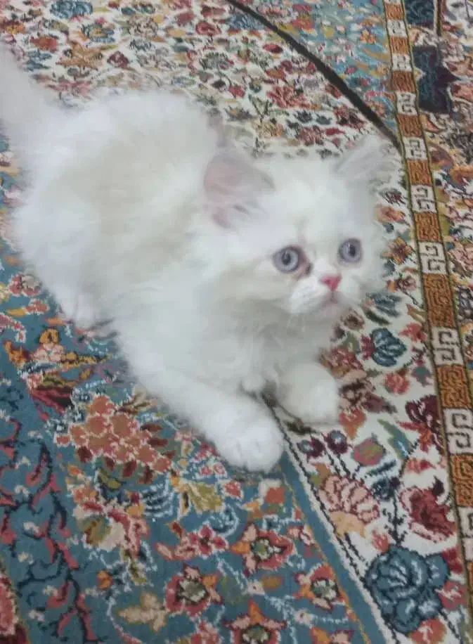 گربه پرشین خوشکل چش ابی|گربه|اسفراین, |دیوار