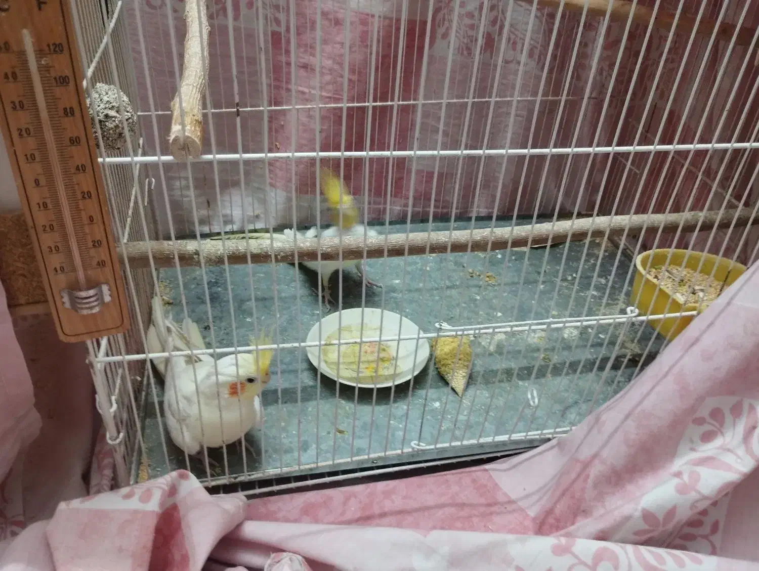 یک جفت عروس هلندی با جوجه|پرنده|سبزوار, قلعه‌نو دهزار|دیوار