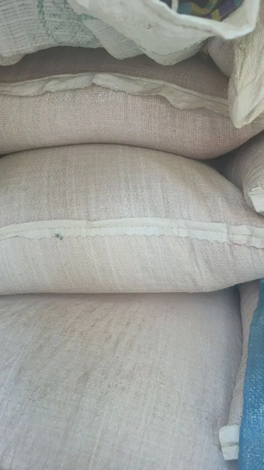 بذر گندم کبیر یا قابوس|عمدهفروشی|مشگین شهر, |دیوار