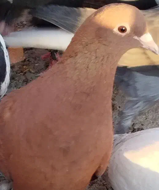 سرخ ضمانتی|پرنده|بردسیر, |دیوار