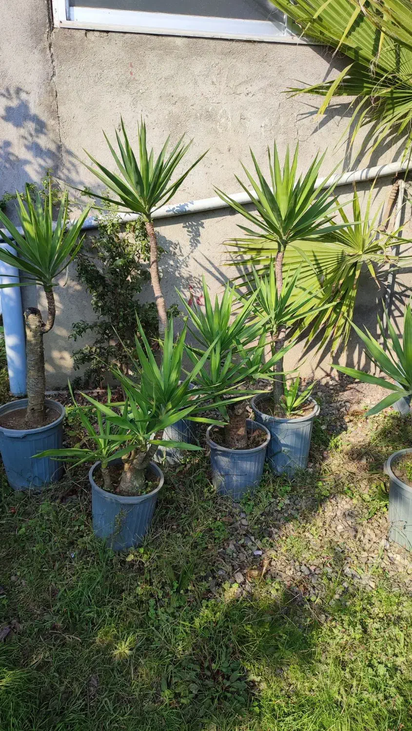 یوکا بنسای|گل و گیاه طبیعی|رودسر, |دیوار