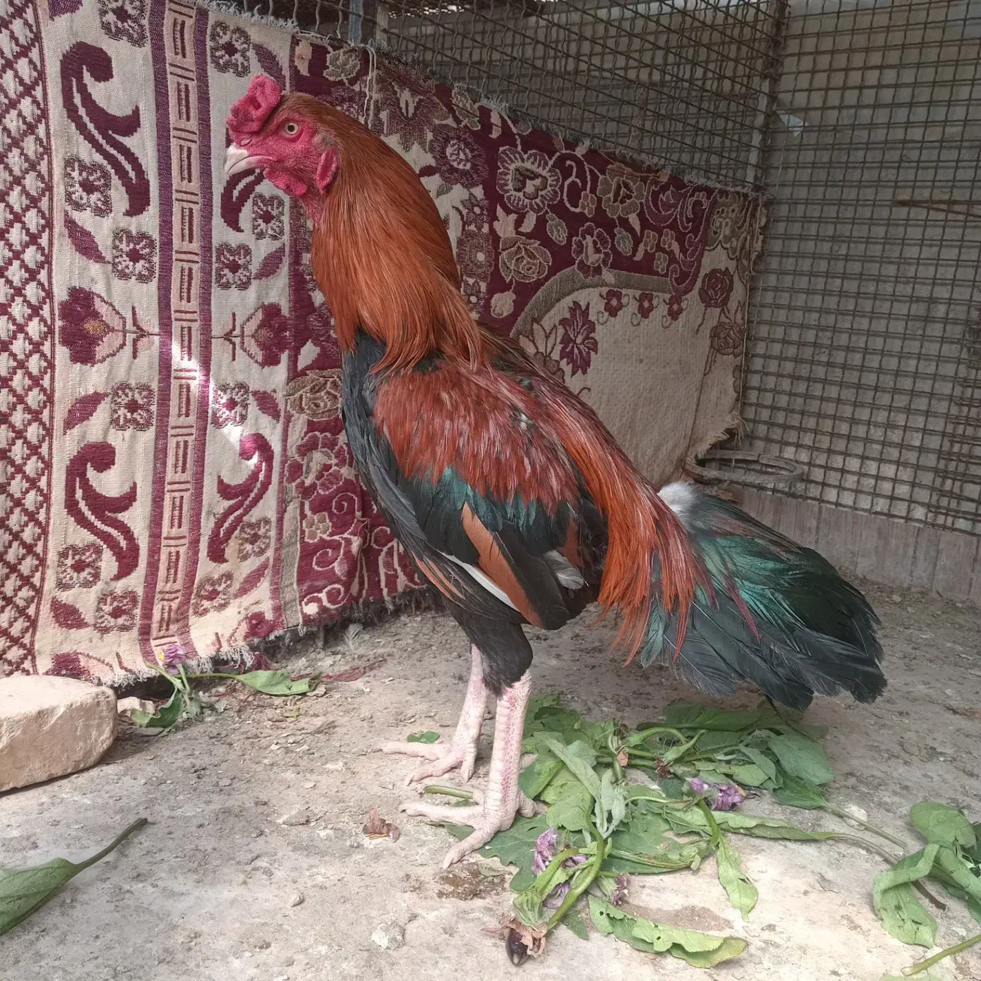 خروس اصیل فروشی|حراج|سراوان, |دیوار