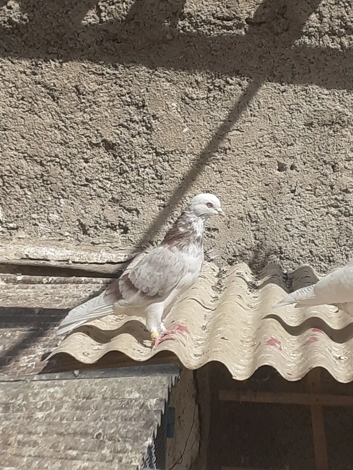 کبوترشهریار|پرنده|شهریار, شهریار|دیوار