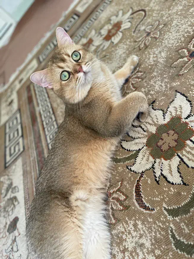 گربه نر بالغ گلد|گربه|بناب, |دیوار