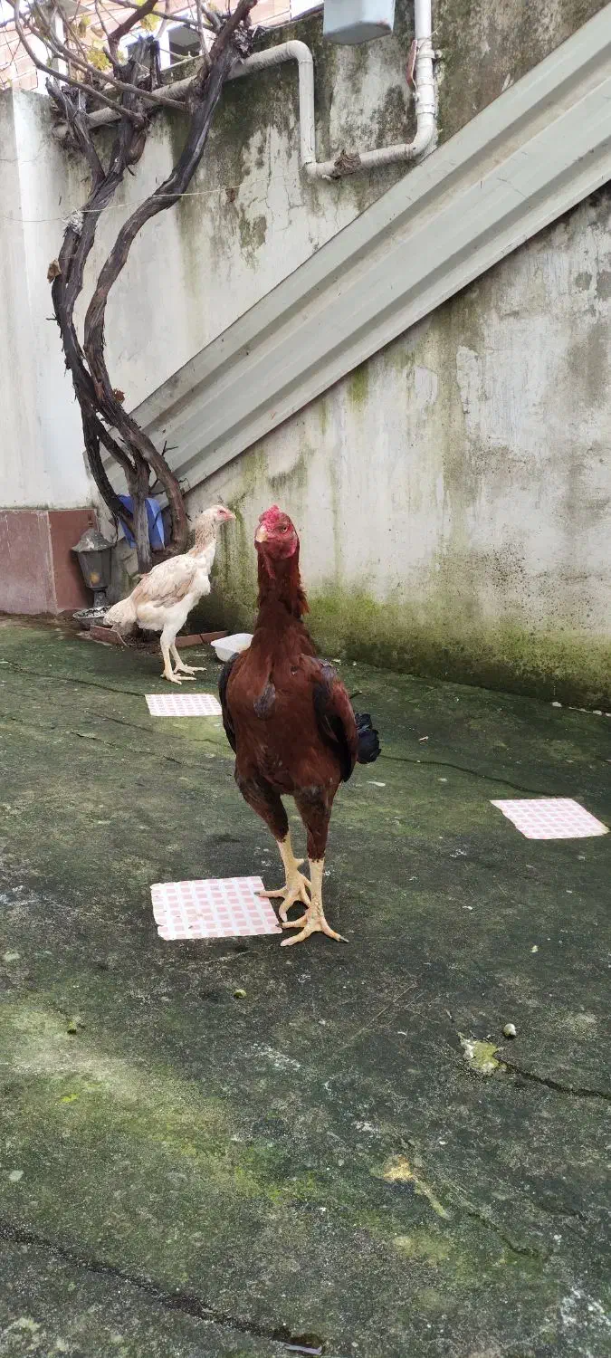 خروس لاری|حیوانات مزرعه|آستارا, |دیوار