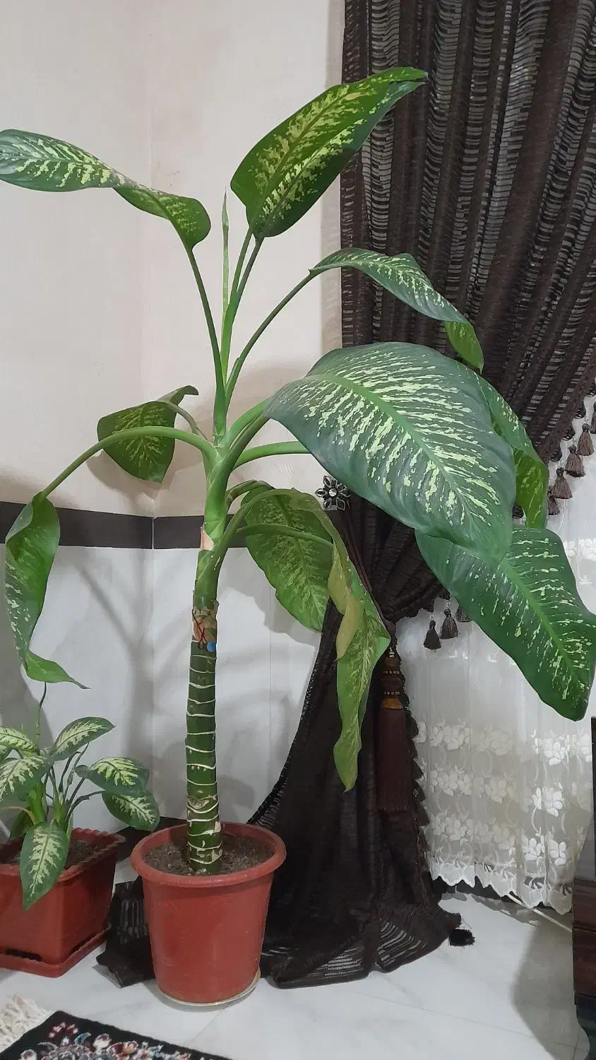 گل دیفن باخی|گل و گیاه طبیعی|اسلام آباد, |دیوار