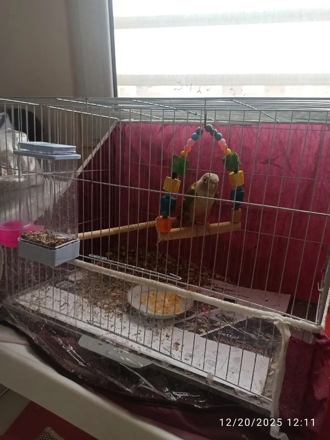 گرینچیک|پرنده|کرمان, |دیوار