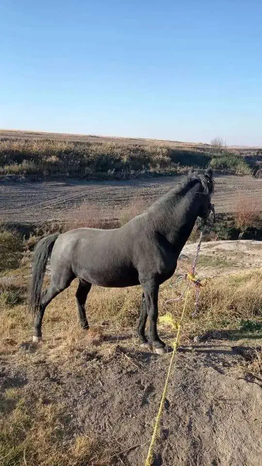 فروشی|اسب و تجهیزات اسب‌سواری|سقز, |دیوار