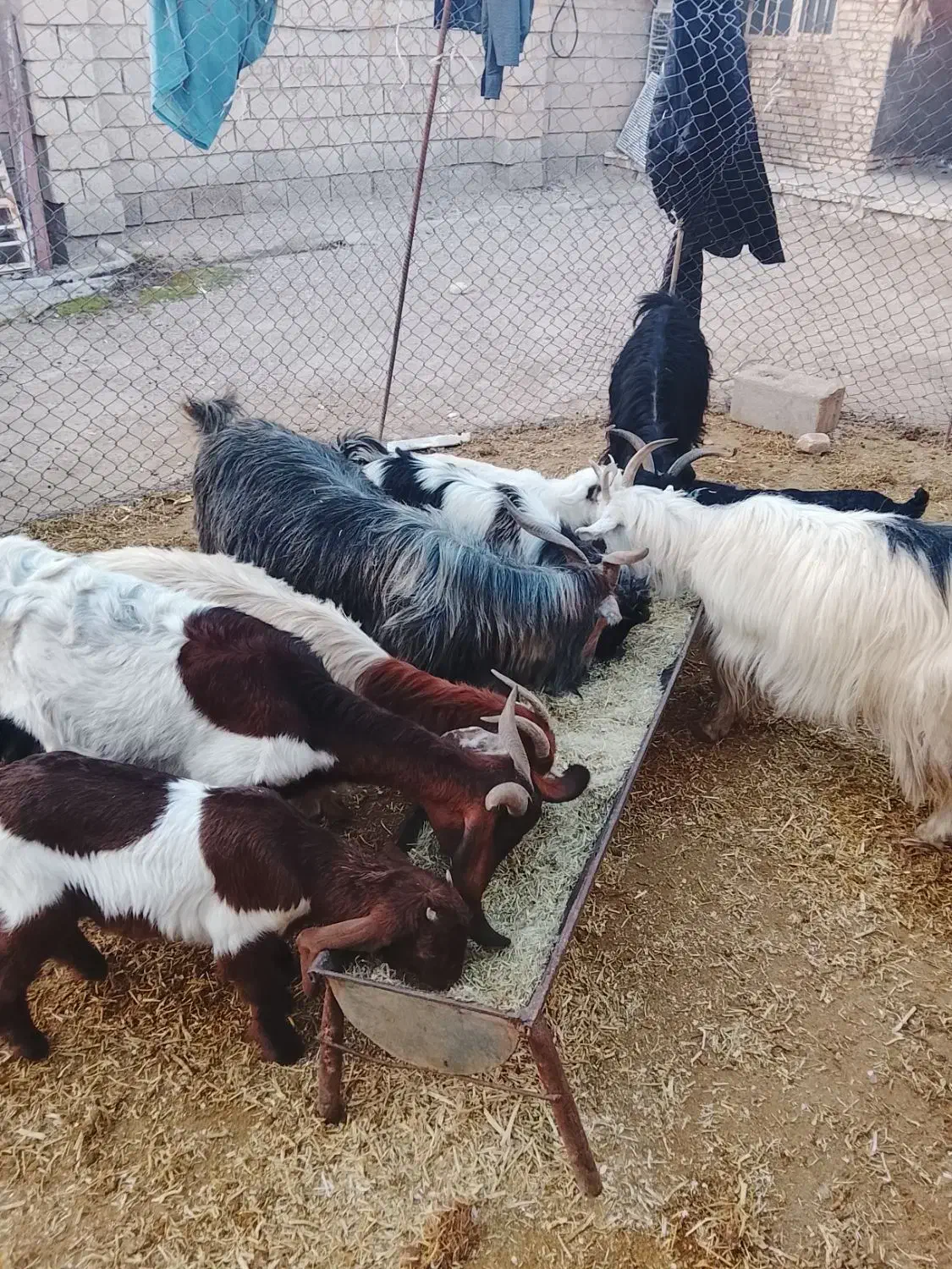 5 عدد بز و بیگ|حیوانات مزرعه|گتوند, |دیوار