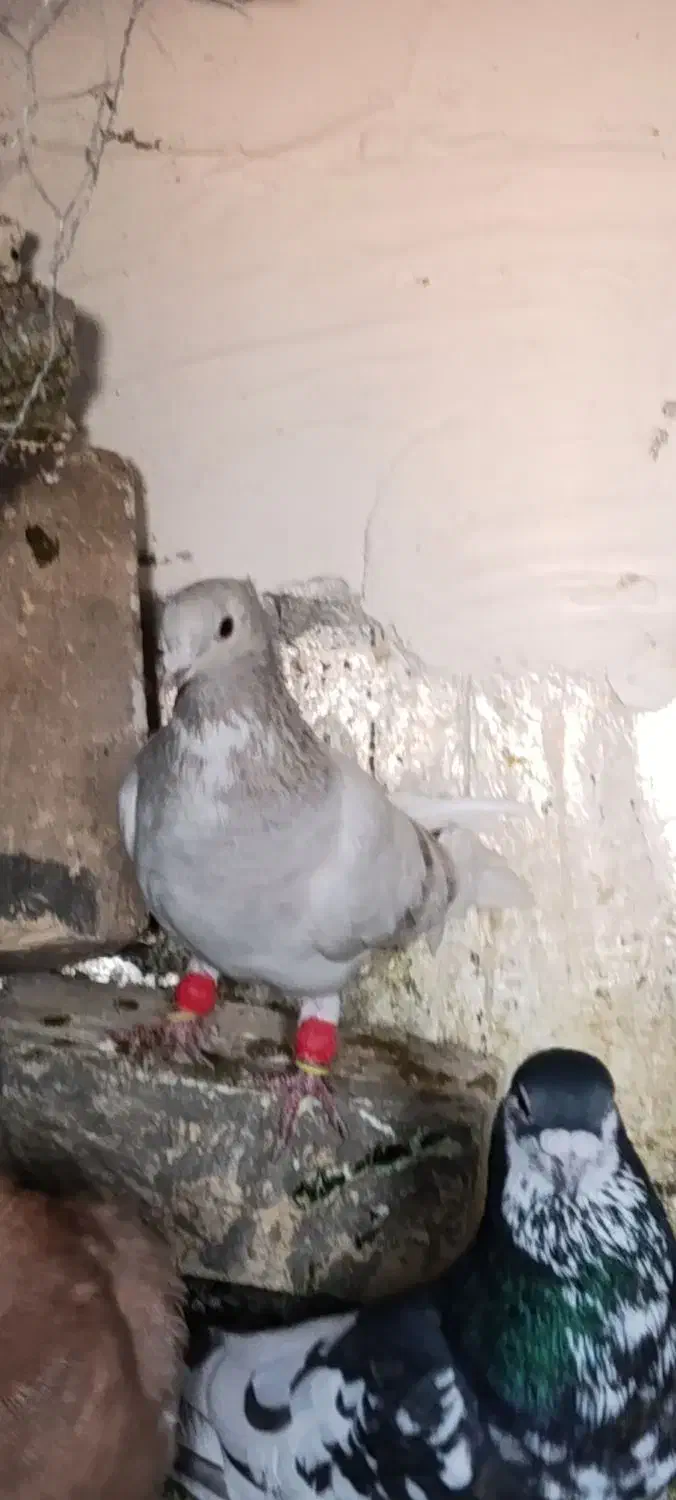 کبوتر|پرنده|کوار, |دیوار