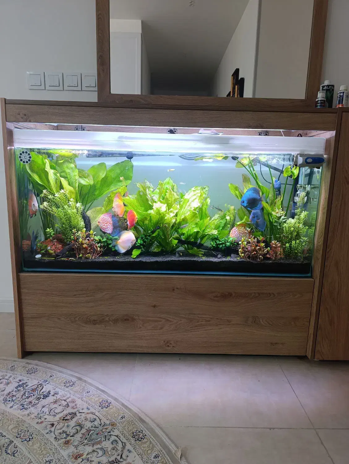 فروش اکواریوم|ماهی|شیراز, شهرک مفتح|دیوار