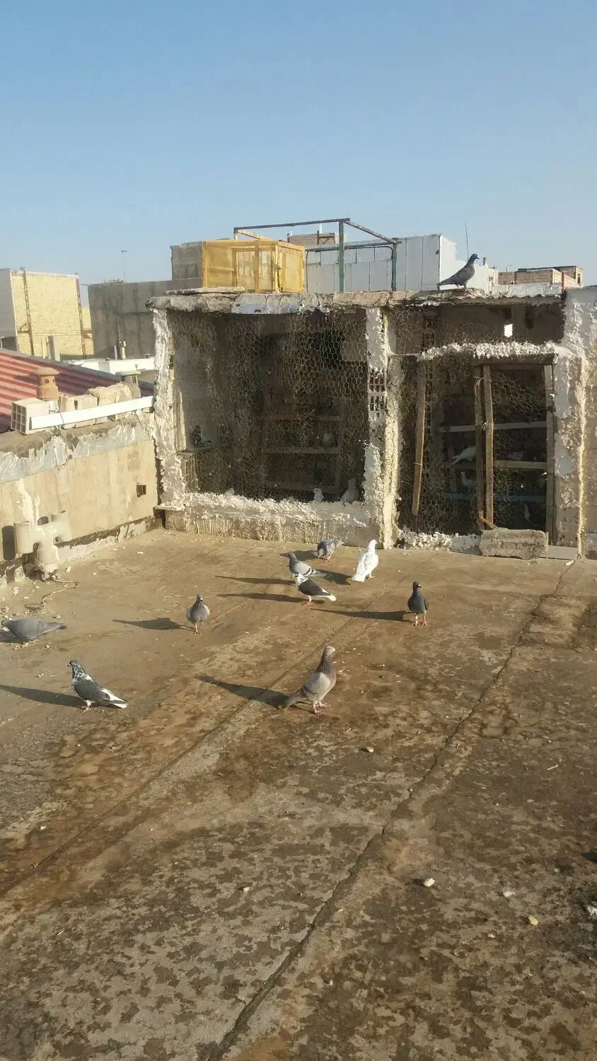 بخون داداش بعد|پرنده|تاکستان, |دیوار