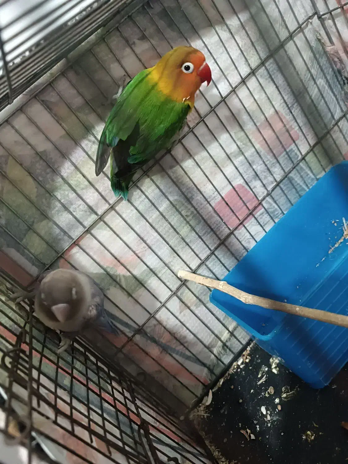 طوطی برزیلی سالم|پرنده|محمدیه-قزوین, |دیوار