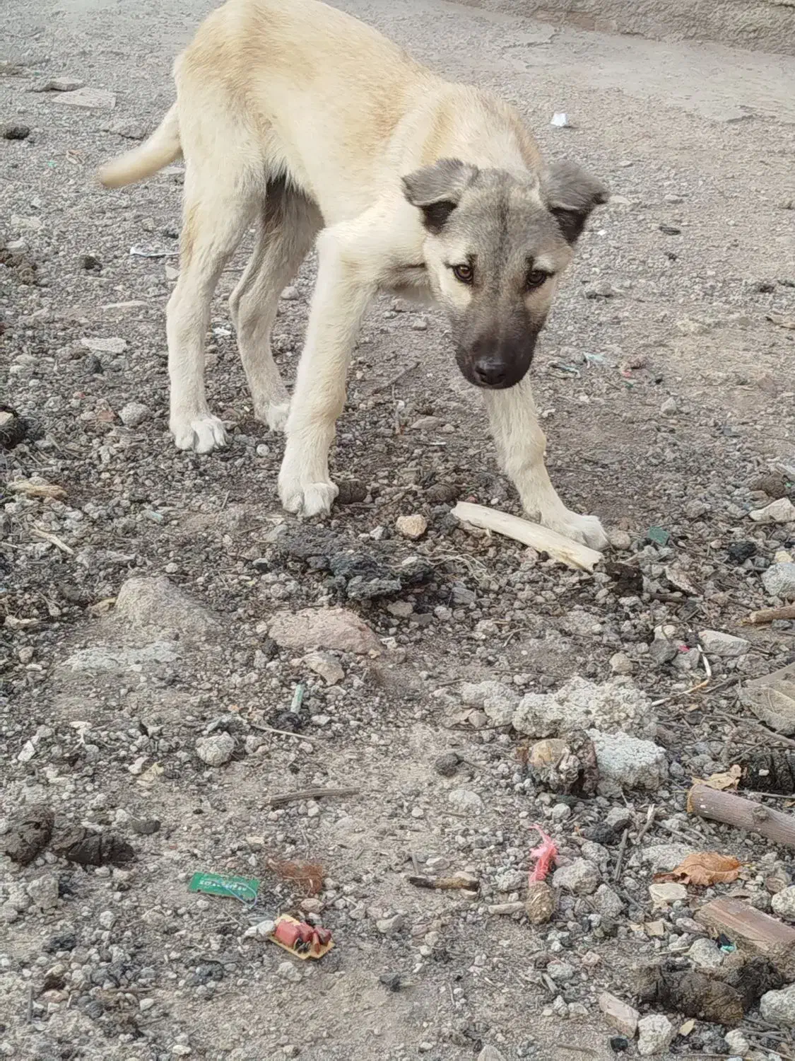 واگذاری توله نر سرابی|سگ|اردبیل, |دیوار