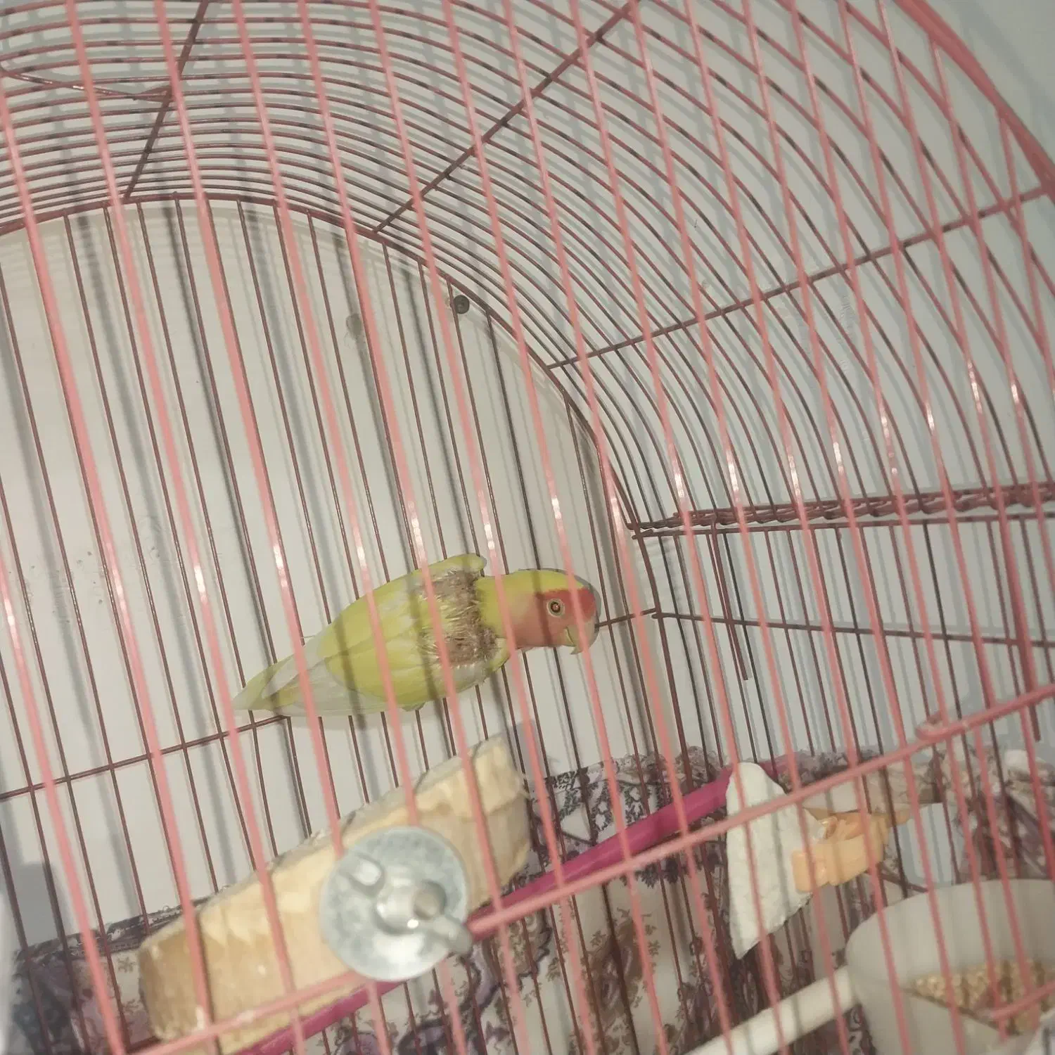 کوتوله|پرنده|ایلخچی, |دیوار