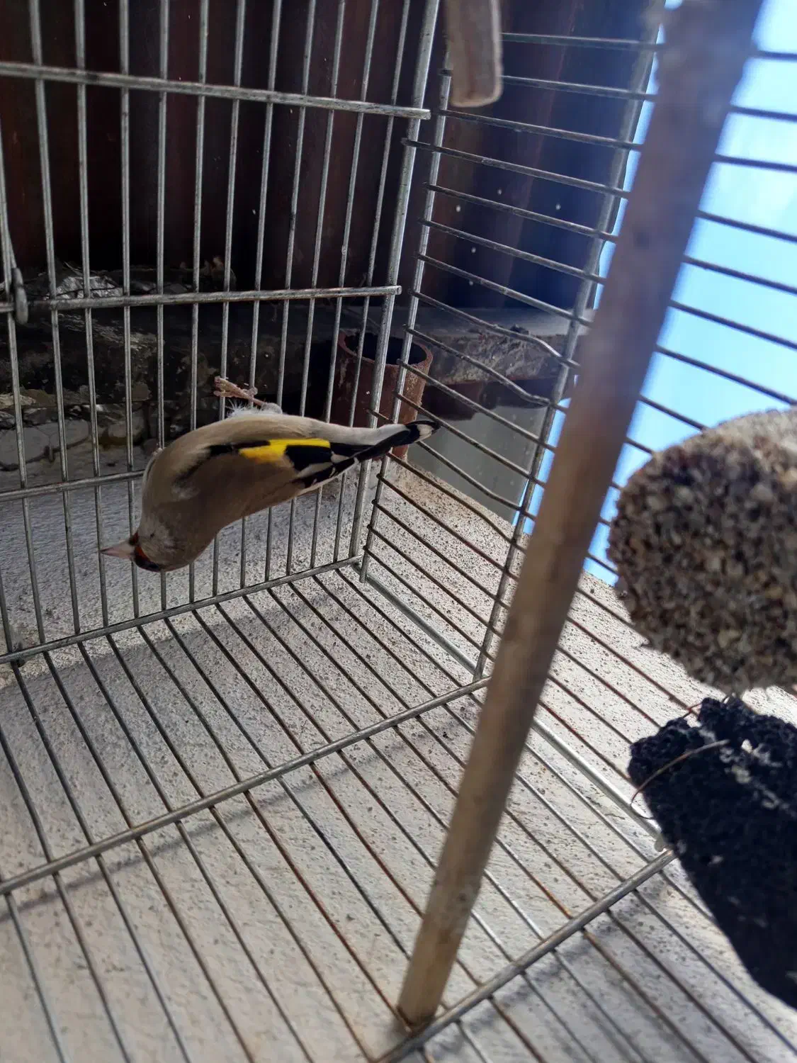 سره نر خراسان|پرنده|بومهن, |دیوار