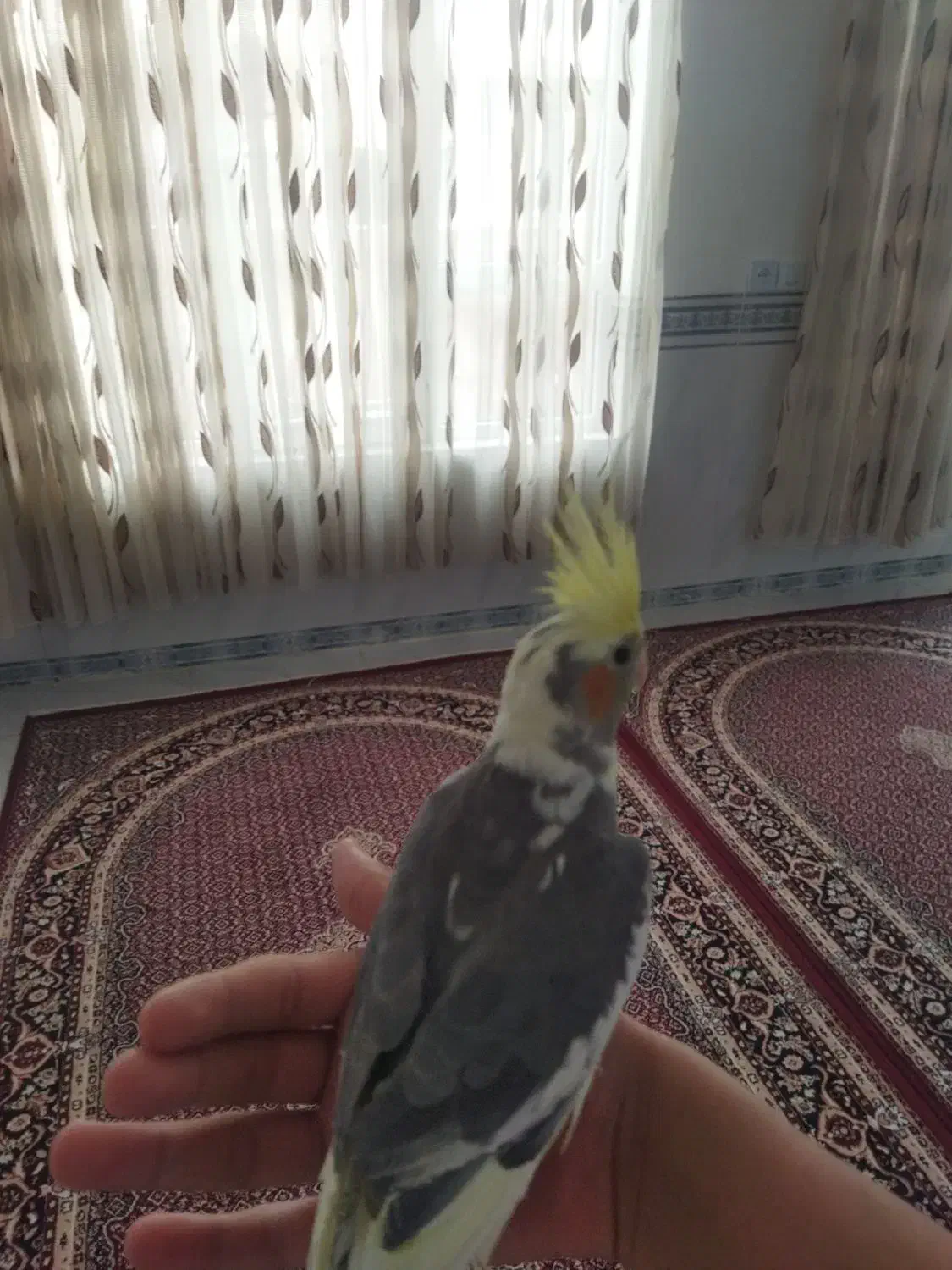 عروس هلندی|پرنده|جوانرود, |دیوار