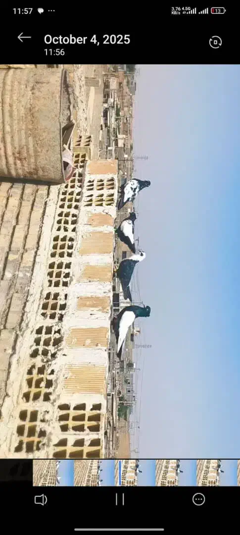 پرنده کبوتر رنگی|پرنده|کیانشهر, |دیوار